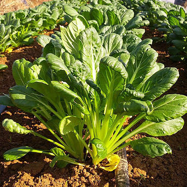 Les astuces simples pour préparer votre potager avant de partir en vacances !