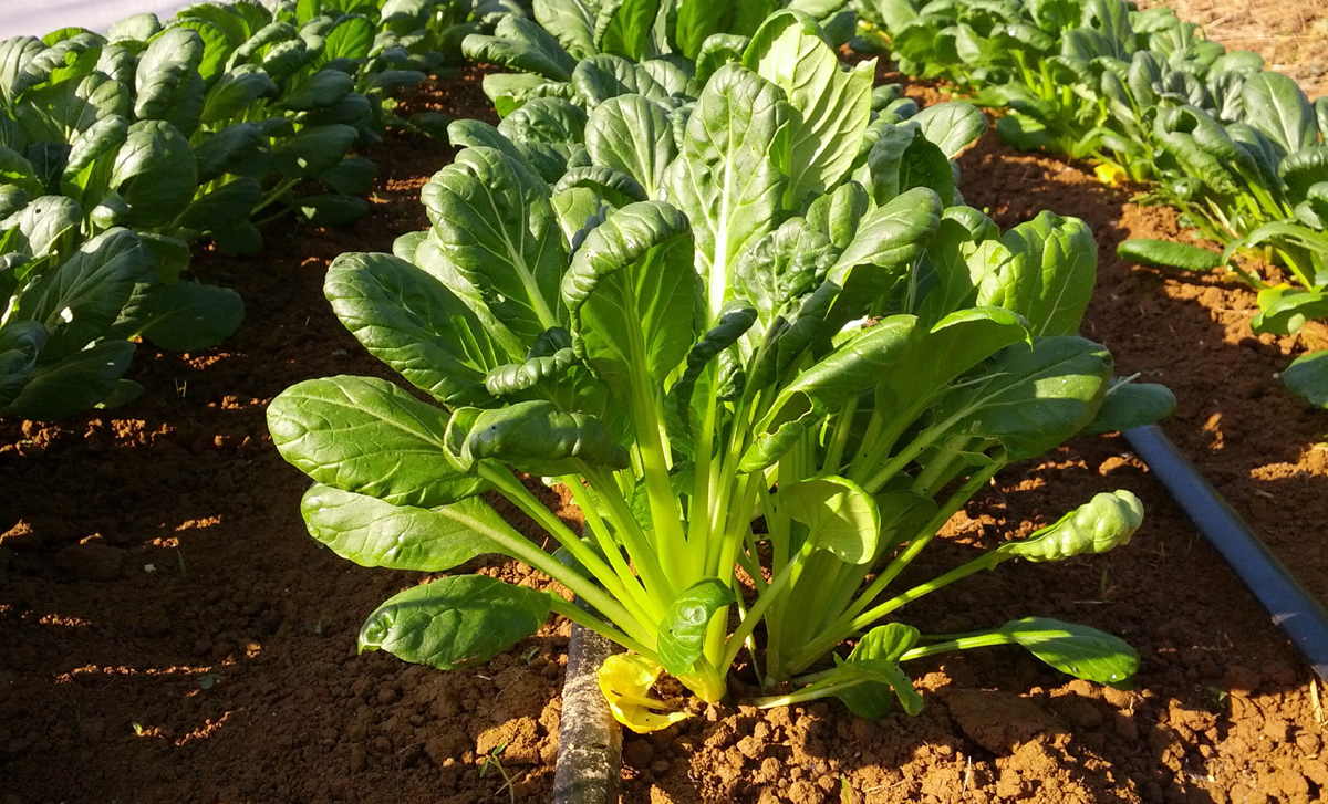 Préparer votre potager avant de partir en vacances