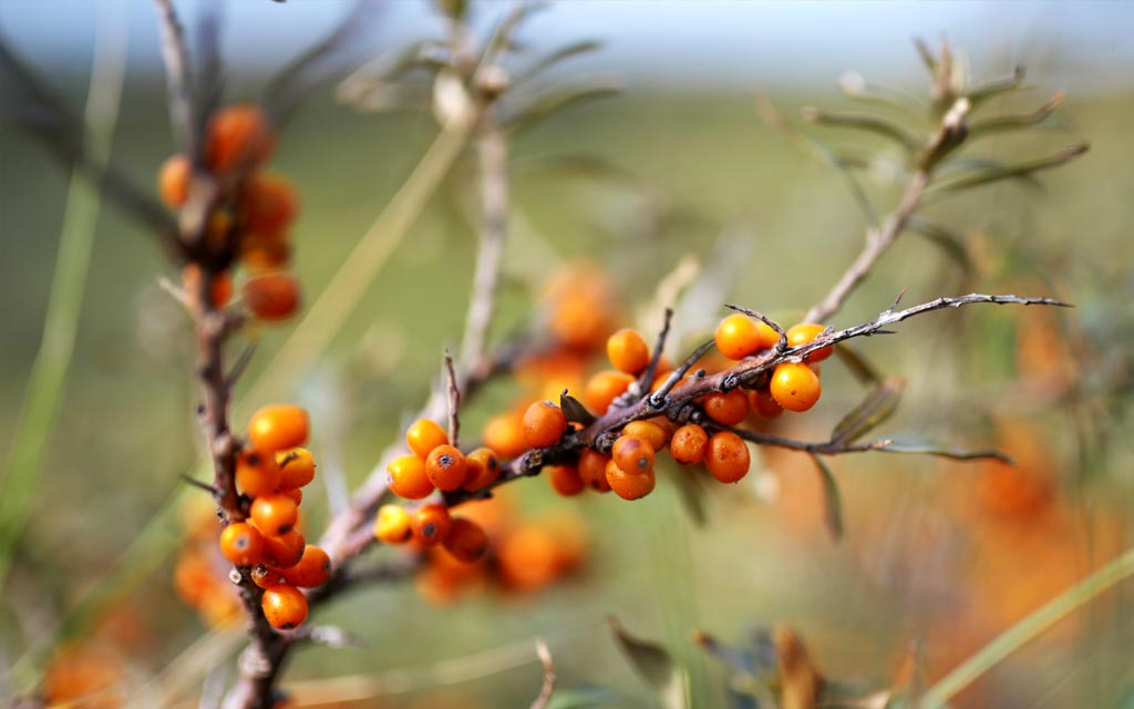 La baie d'argousier est le fruit de l'argousier (Hippophae rhamnoides), un arbuste originaire des régions tempérées d'Europe et d'Asie. Ces baies, de couleur orange vif, sont reconnues pour leur richesse nutritionnelle exceptionnelle. Elles sont notamment une source incroyable de vitamine C, surpassant même les agrumes