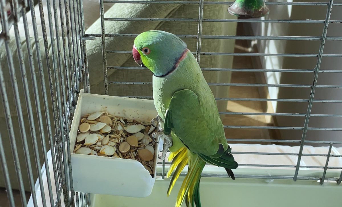 Cage oiseau