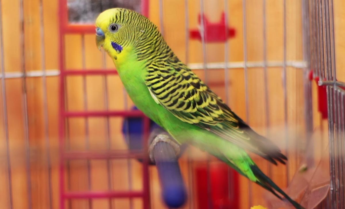 Oiseaux colorés