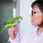 Comment choisir et soigner ses oiseaux de compagnie ?
