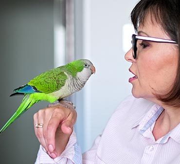 Comment choisir et soigner ses oiseaux de compagnie ?