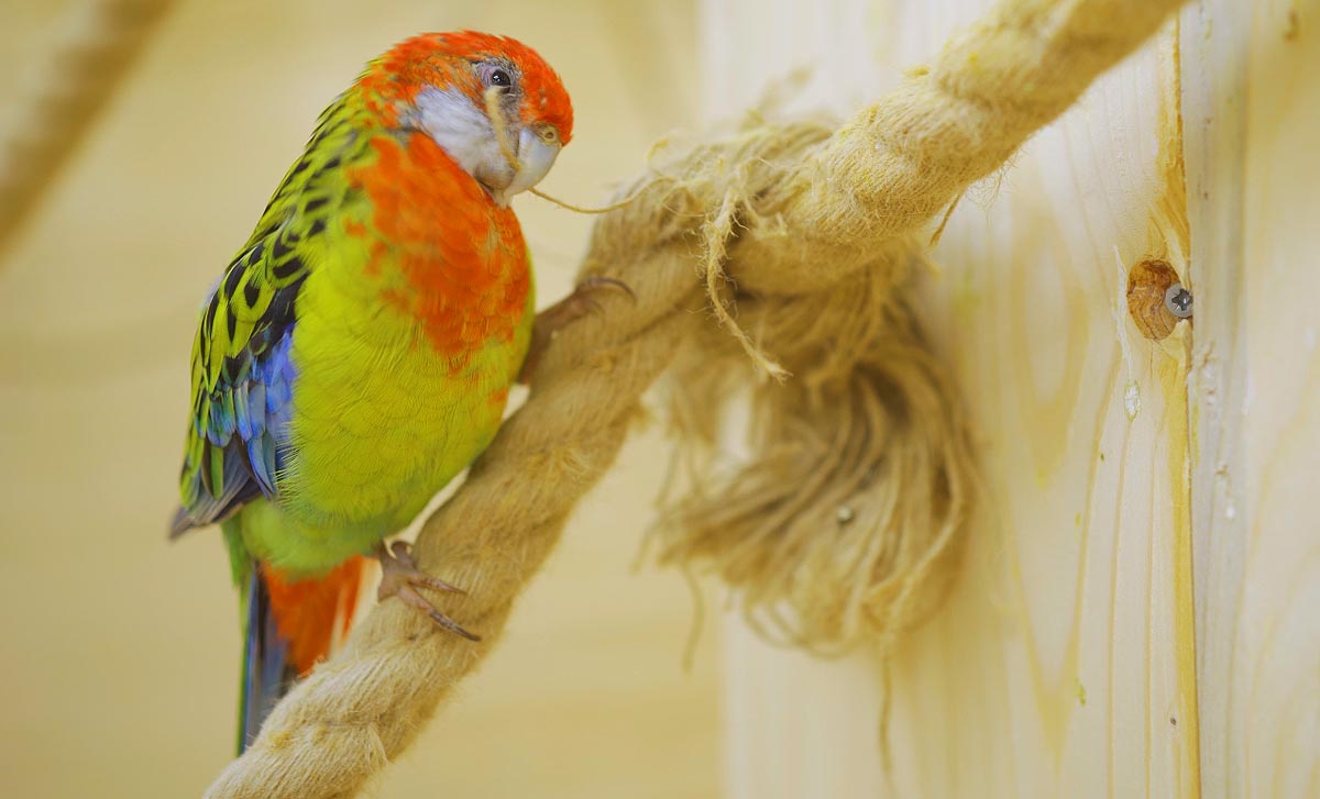 Jeux et accessoires pour oiseaux