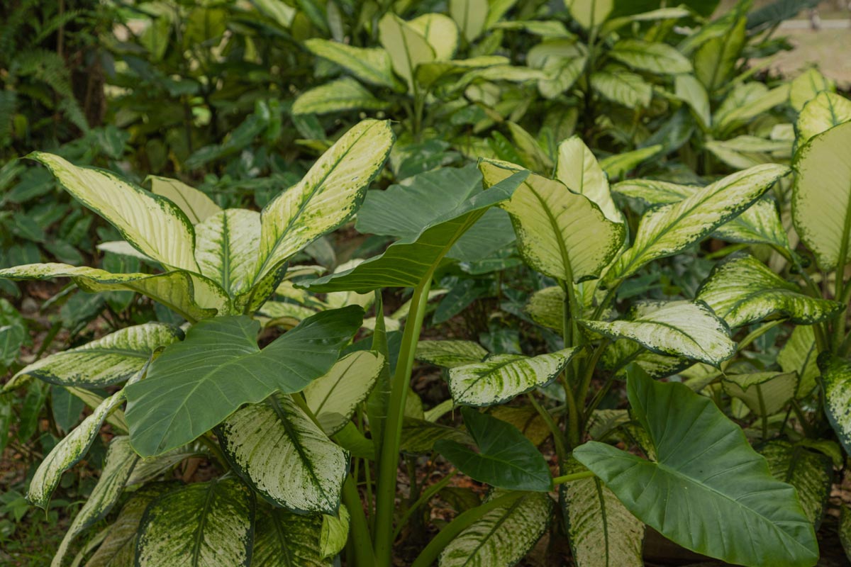 Dieffenbachia