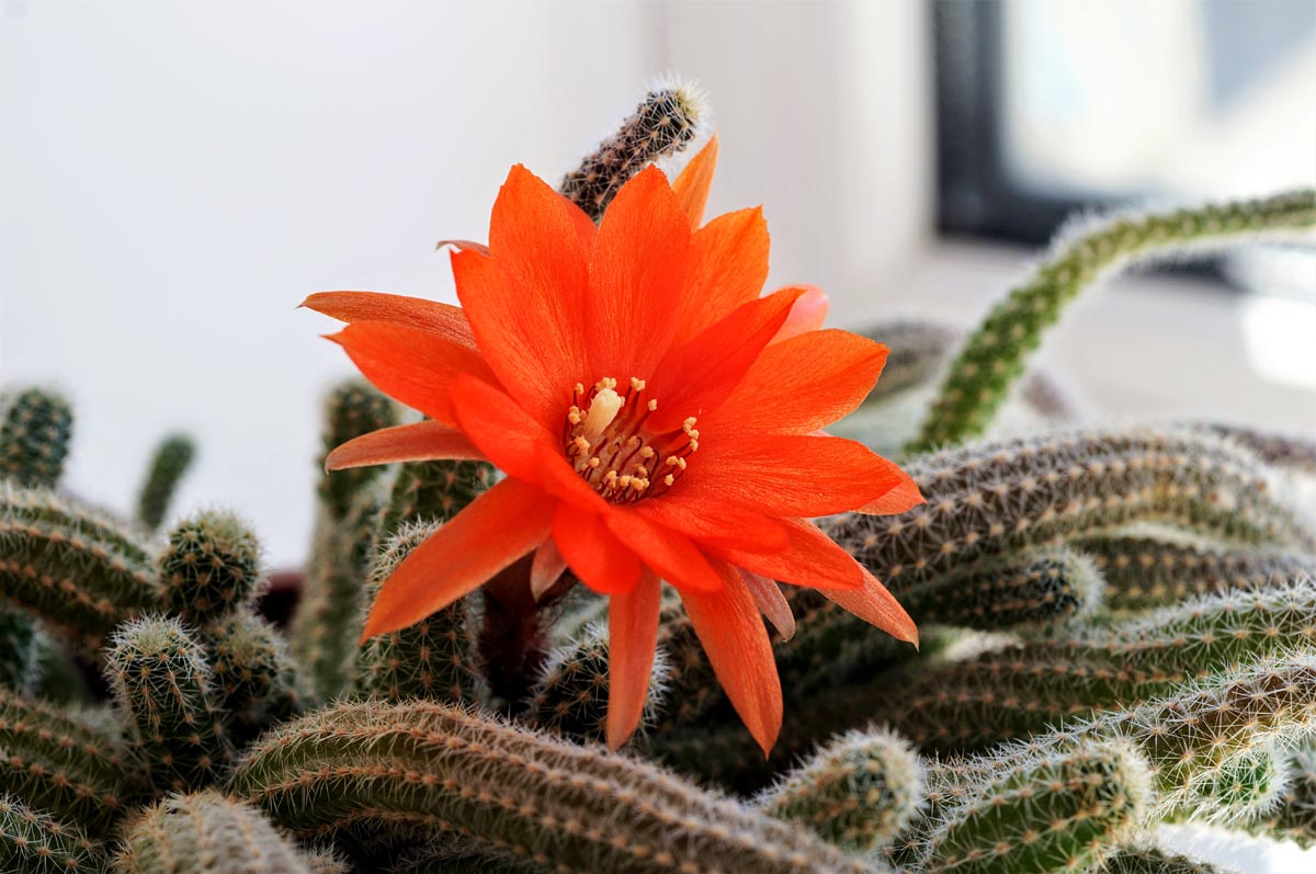 Aporocactus