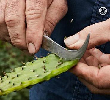 bouturer cactée