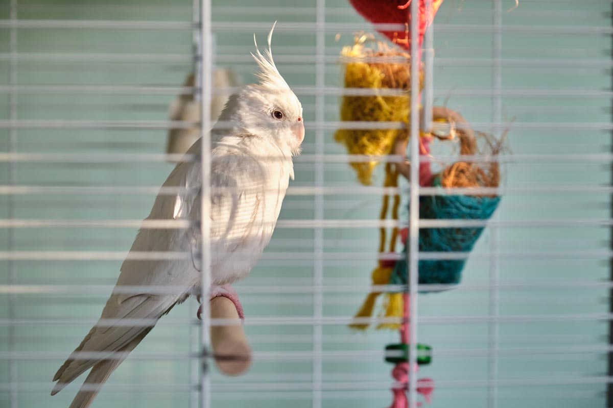 cage oiseaux