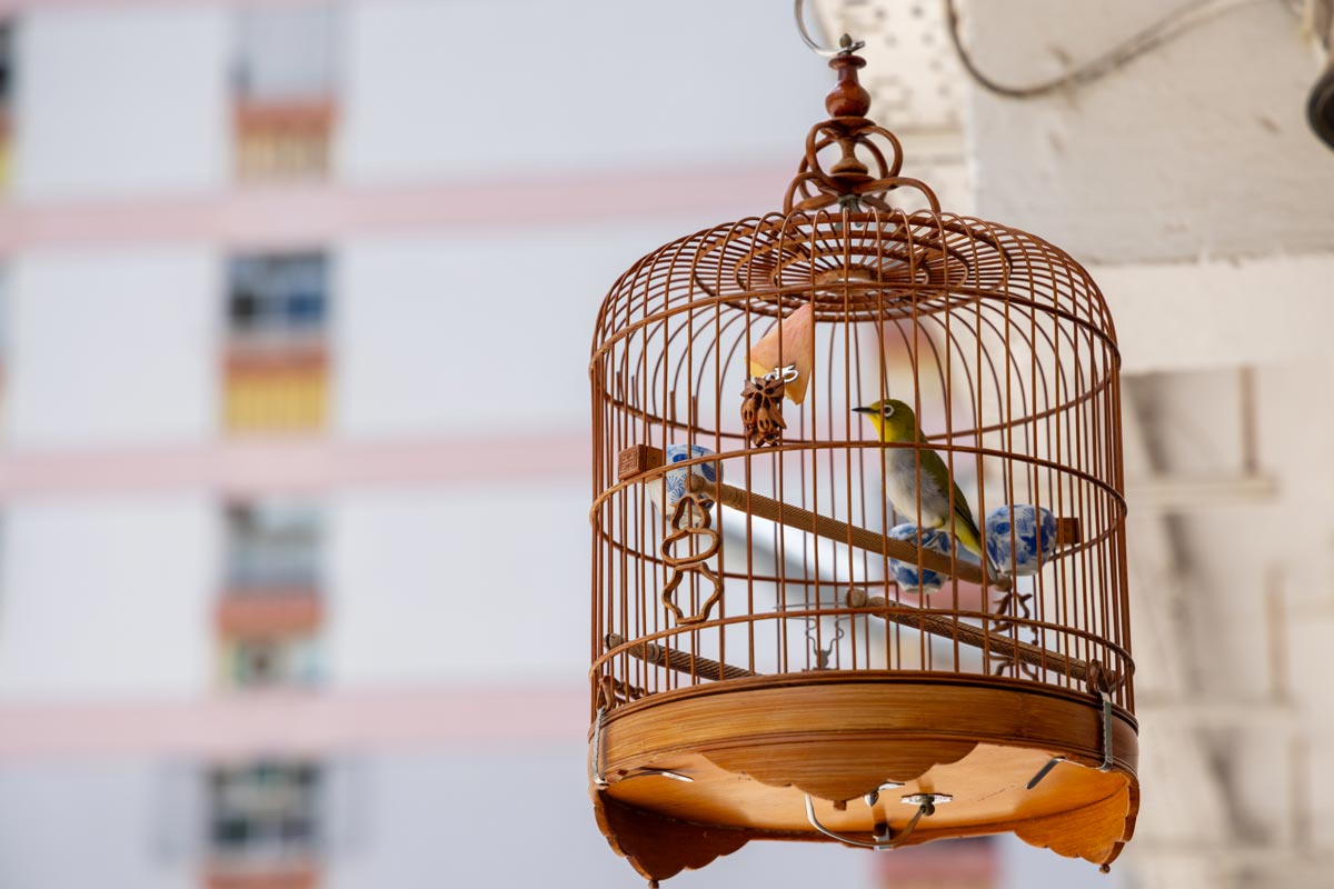 Quel type d'oiseaux choisir ?