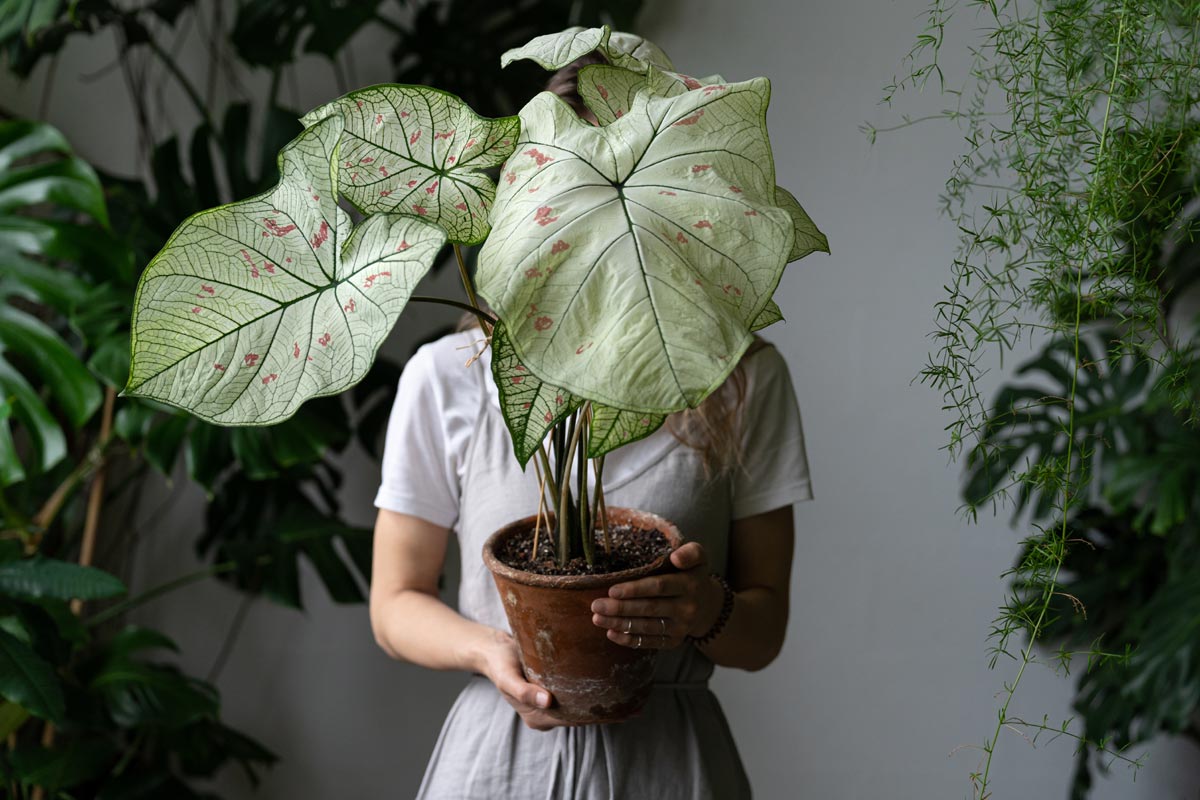 caladium