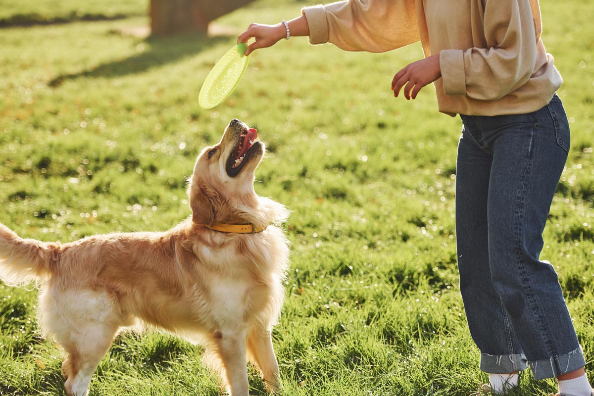Jouer avec ses animaux de compagnie