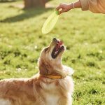 Jouer avec ses animaux de compagnie