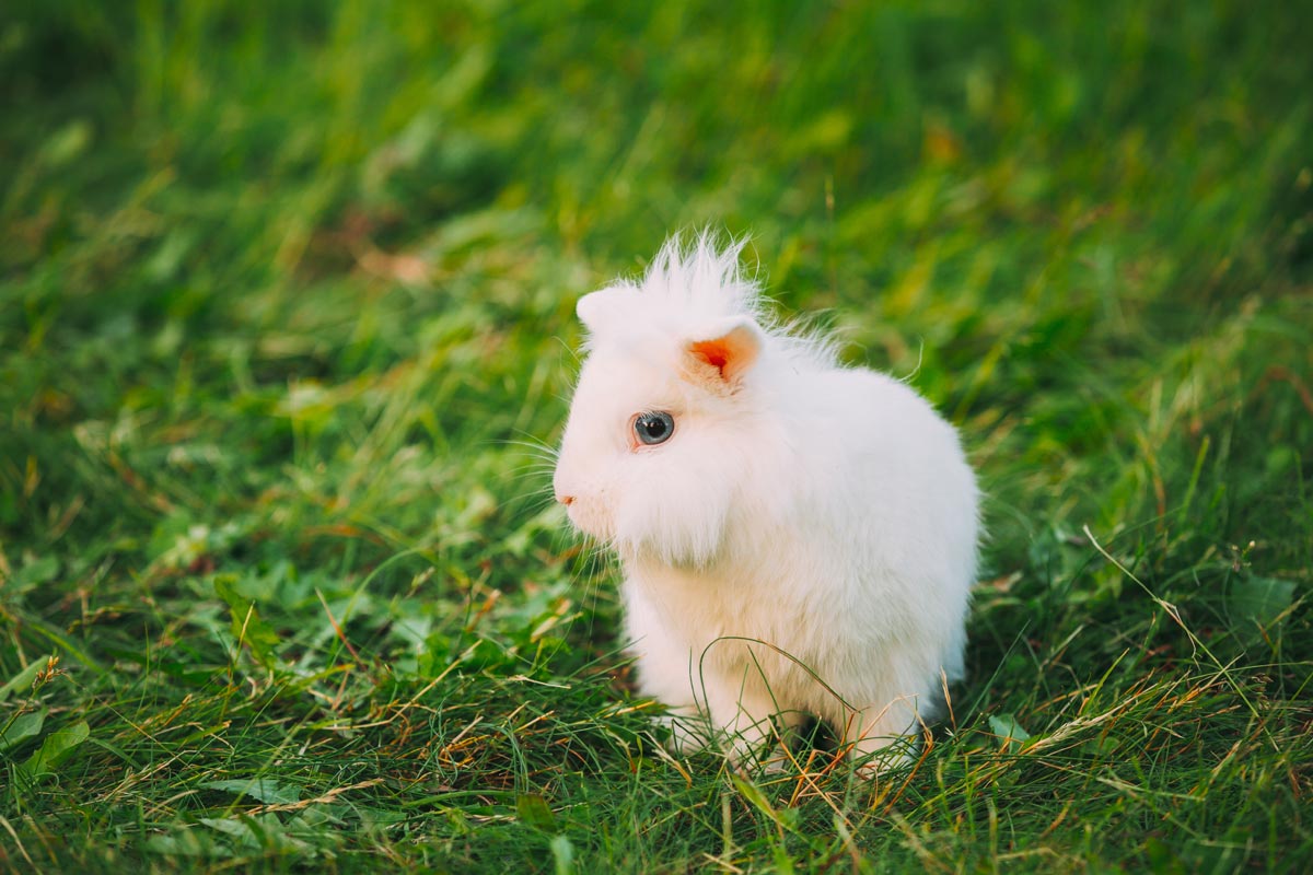 lapin nain