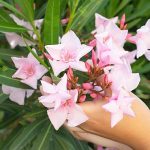 Plantes populaires toxiques