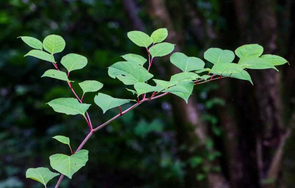 Faut-il craindre la Renouée du Japon, cette plante invasive ?