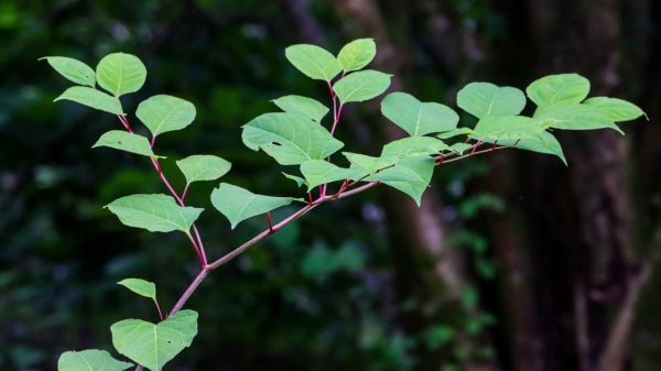 Faut-il craindre la Renouée du Japon, cette plante invasive ?