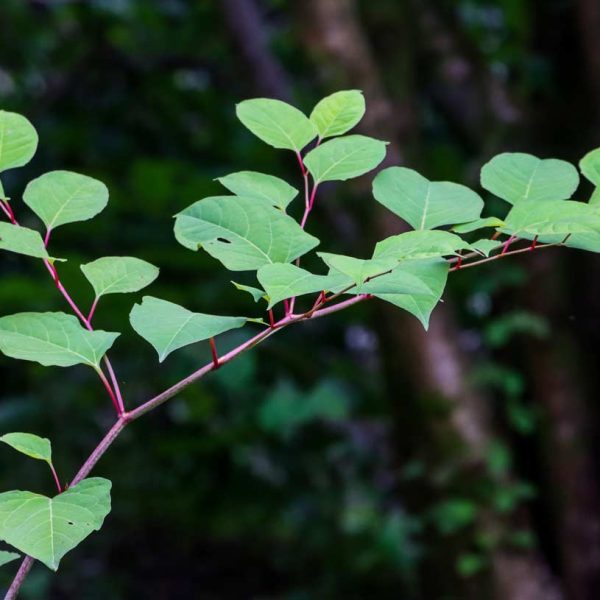 Faut-il craindre la Renouée du Japon, cette plante invasive ?