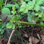 éradiquer les ronces du jardin