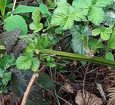 éradiquer les ronces du jardin