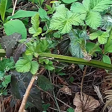 éradiquer les ronces du jardin