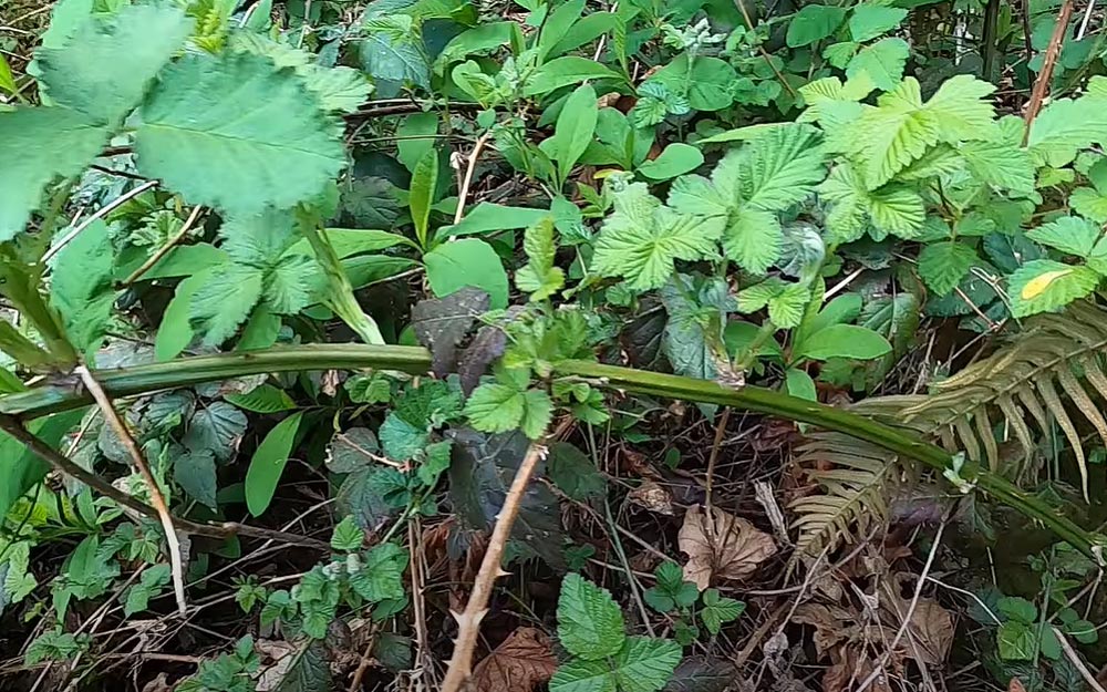 éliminez la ronce du jardin