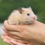 Acquérir un petit rongeur