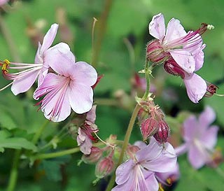 Le géranium vivace Macrorrhizum "Ingwersen's Variety"