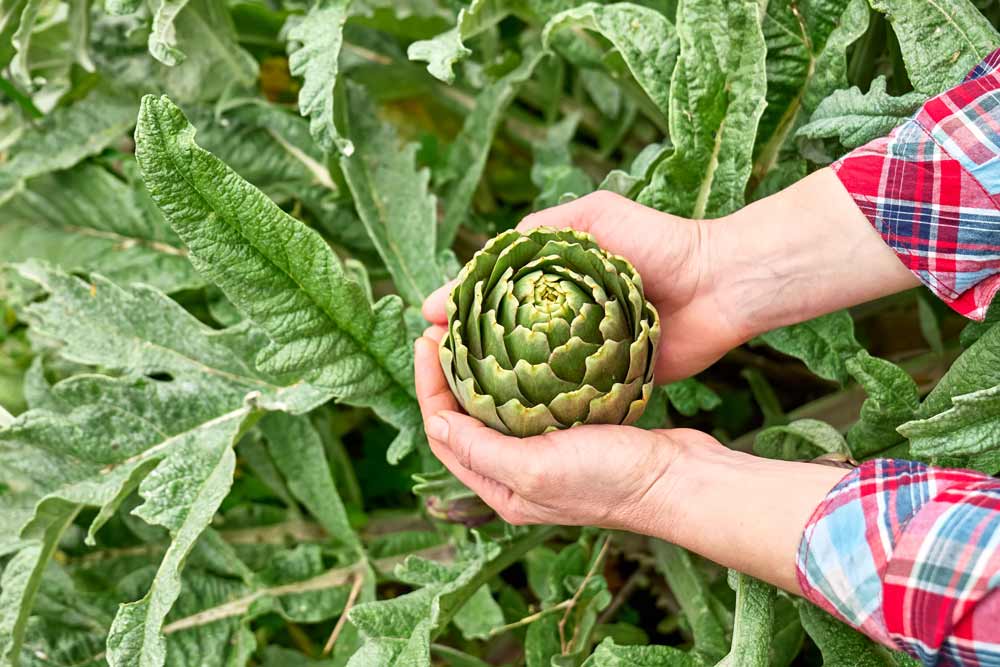 L'artichaut : un légume riche en saveurs