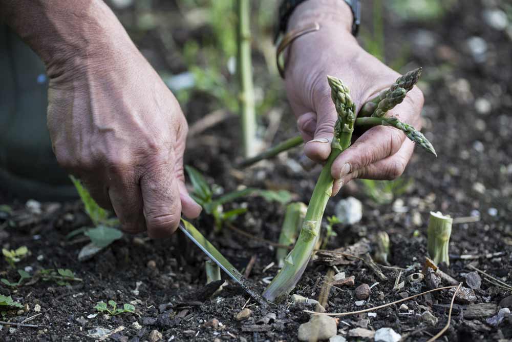 L'asperge : une plante pérenne au goût subtil