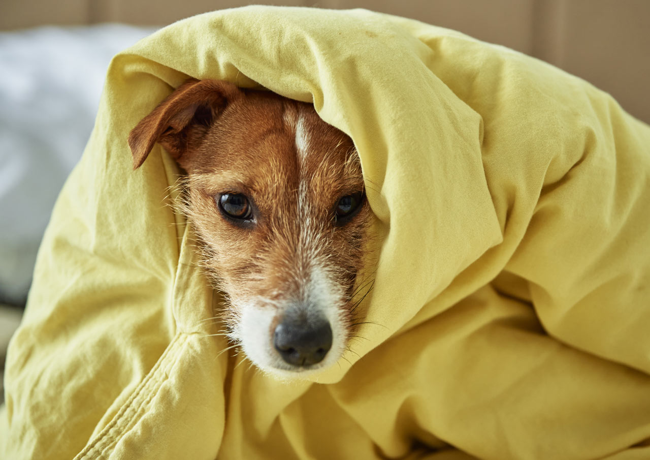 Un chien malade...