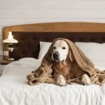 Un chien malade