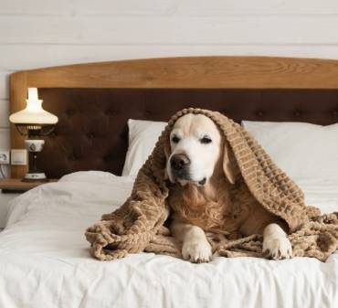 Un chien malade