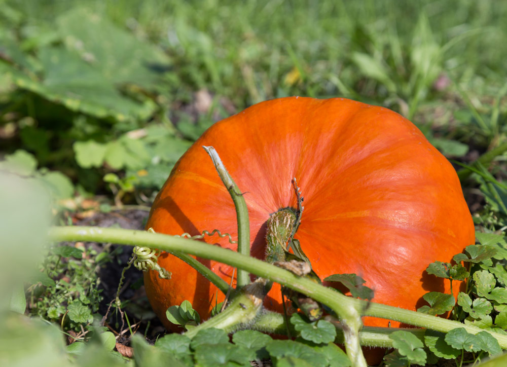 Citrouille dans le potager