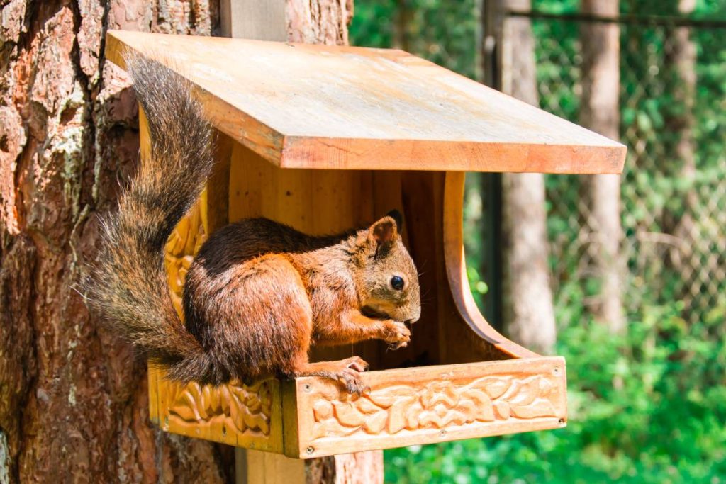 Comment attirer les écureuils dans son jardin