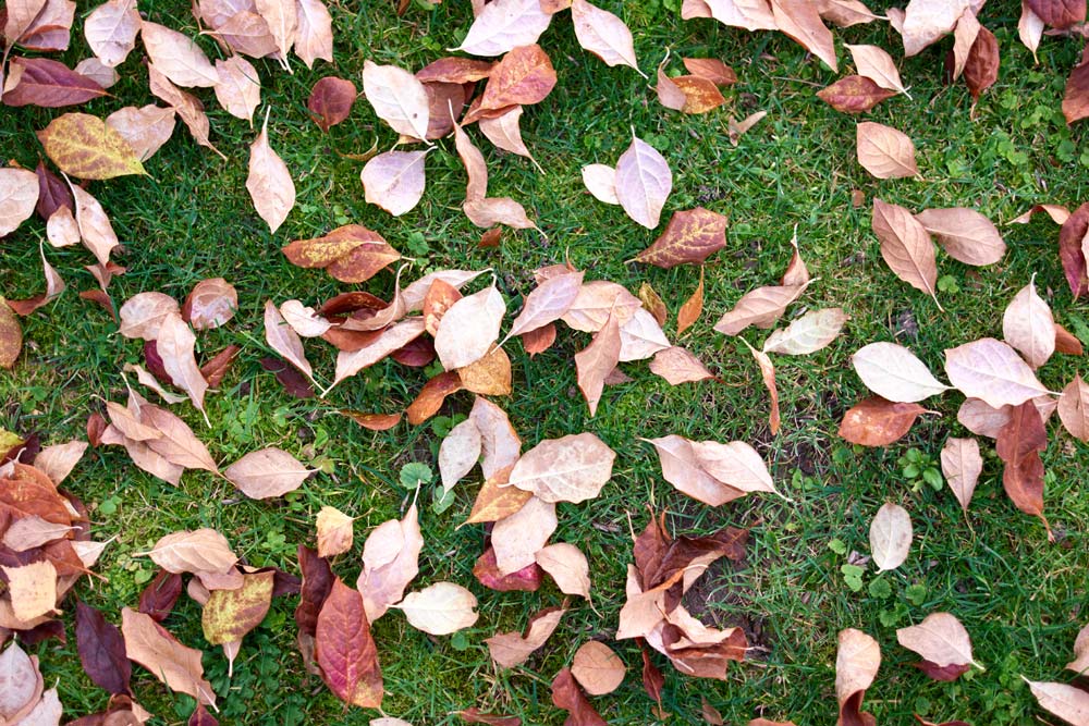 Quelles utilisations des feuilles mortes au potager et au jardin?