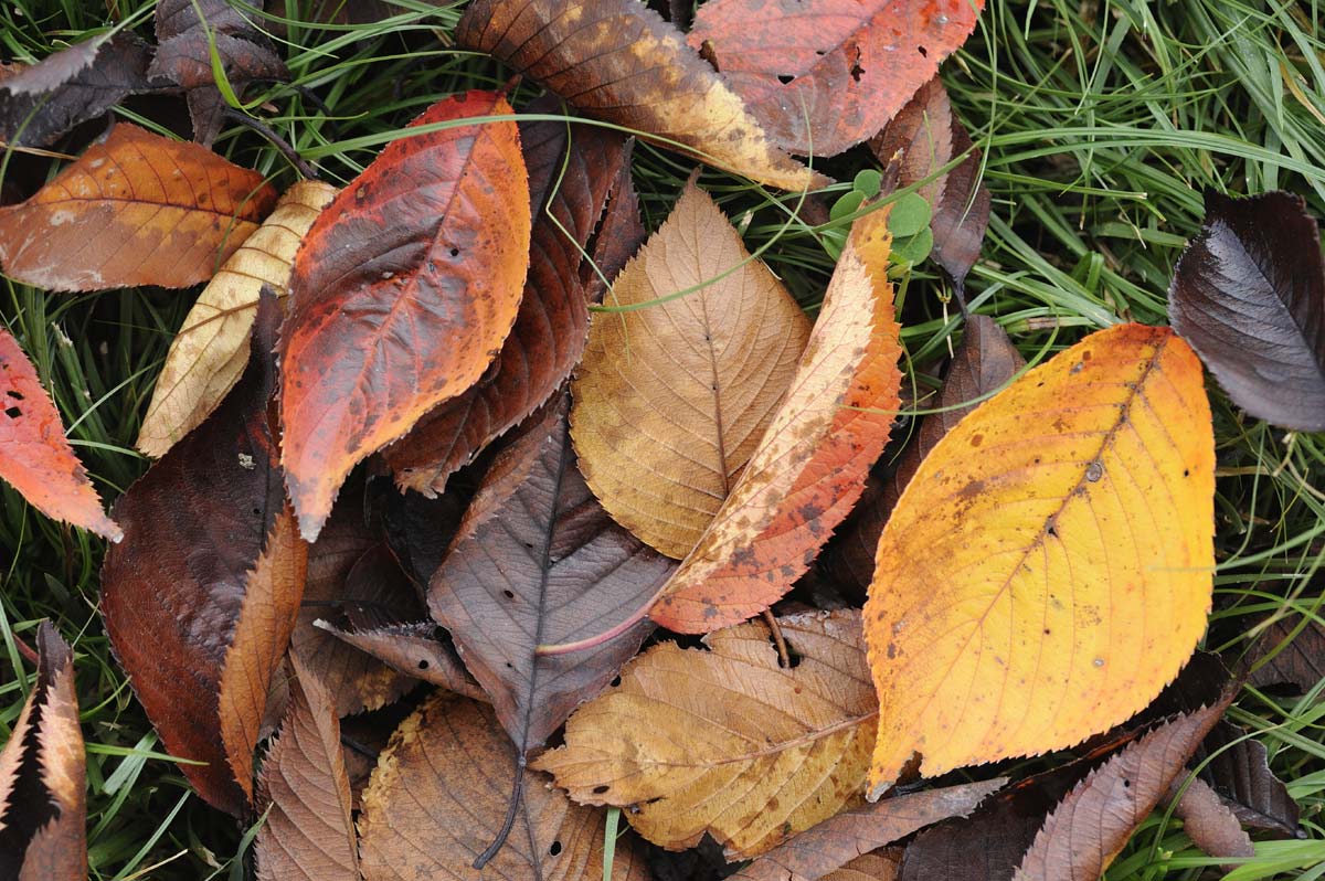 Feuilles mortes au jardin