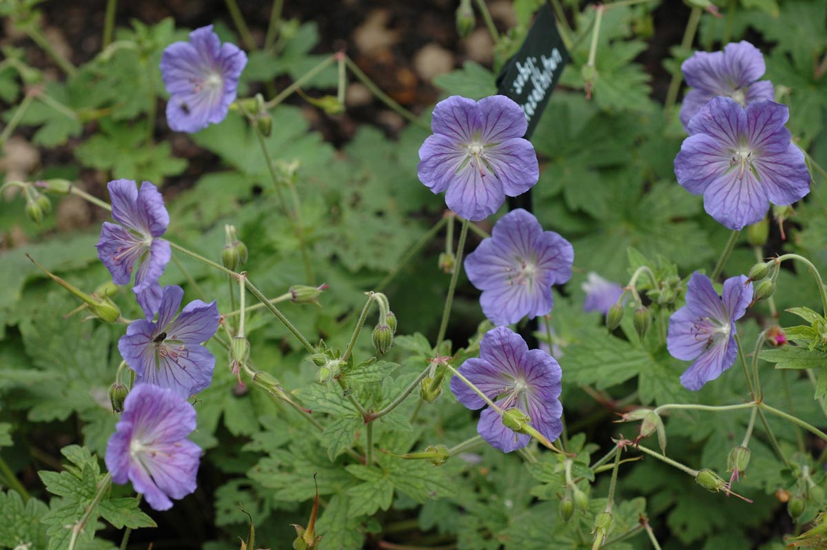 Géraniums vivaces dans le jardin