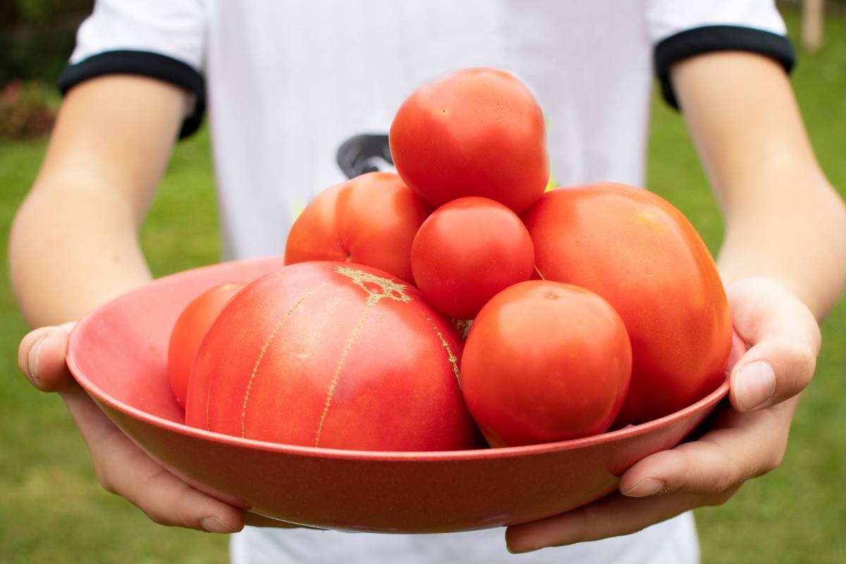 De bien grosses tomates !