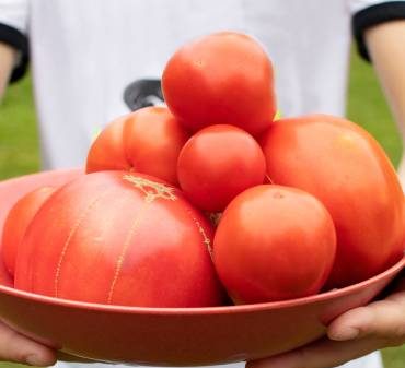 De bien grosses tomates !