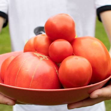 De bien grosses tomates !