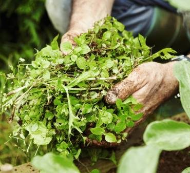 Des mauvaises herbes