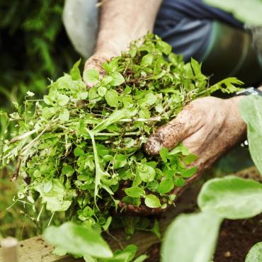 Des mauvaises herbes