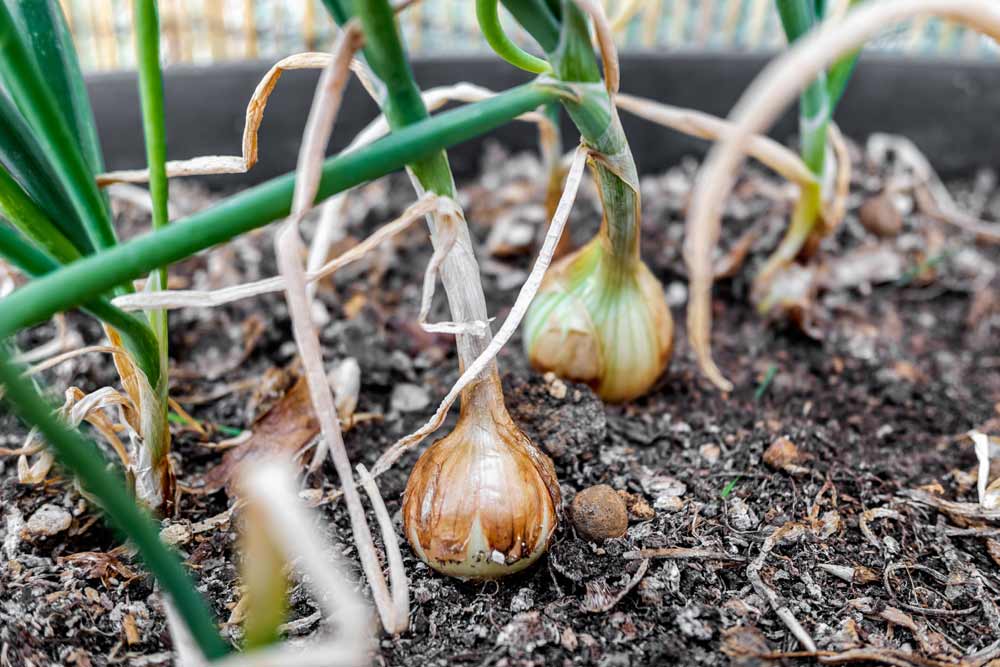 L'oignon blanc : une variété indispensable au potager