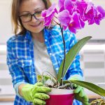5 astuces pour préparer et entretenir vos orchidées pour l’automne