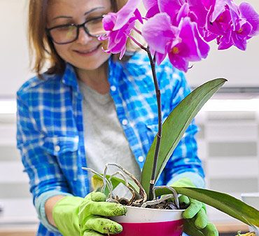 5 astuces pour préparer et entretenir vos orchidées pour l’automne