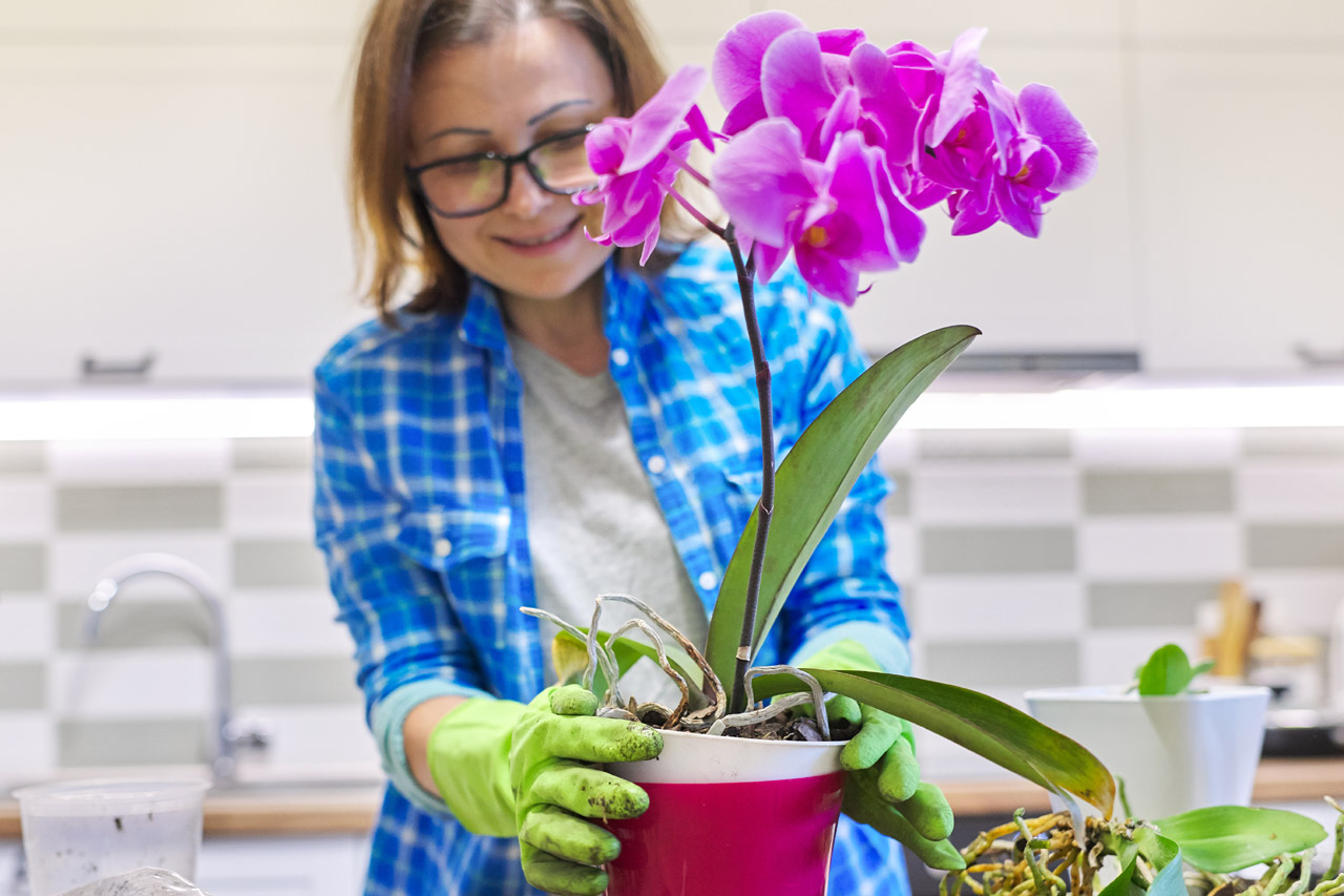 préparer et entretenir vos orchidées