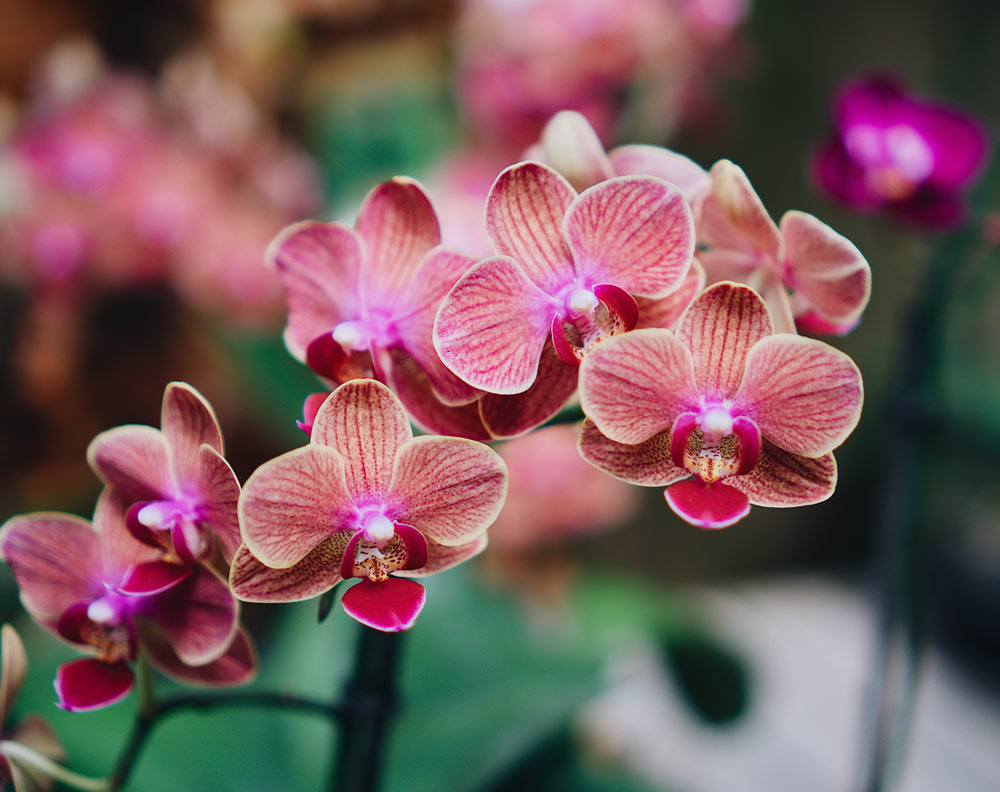 entretenir les orchidées en automne