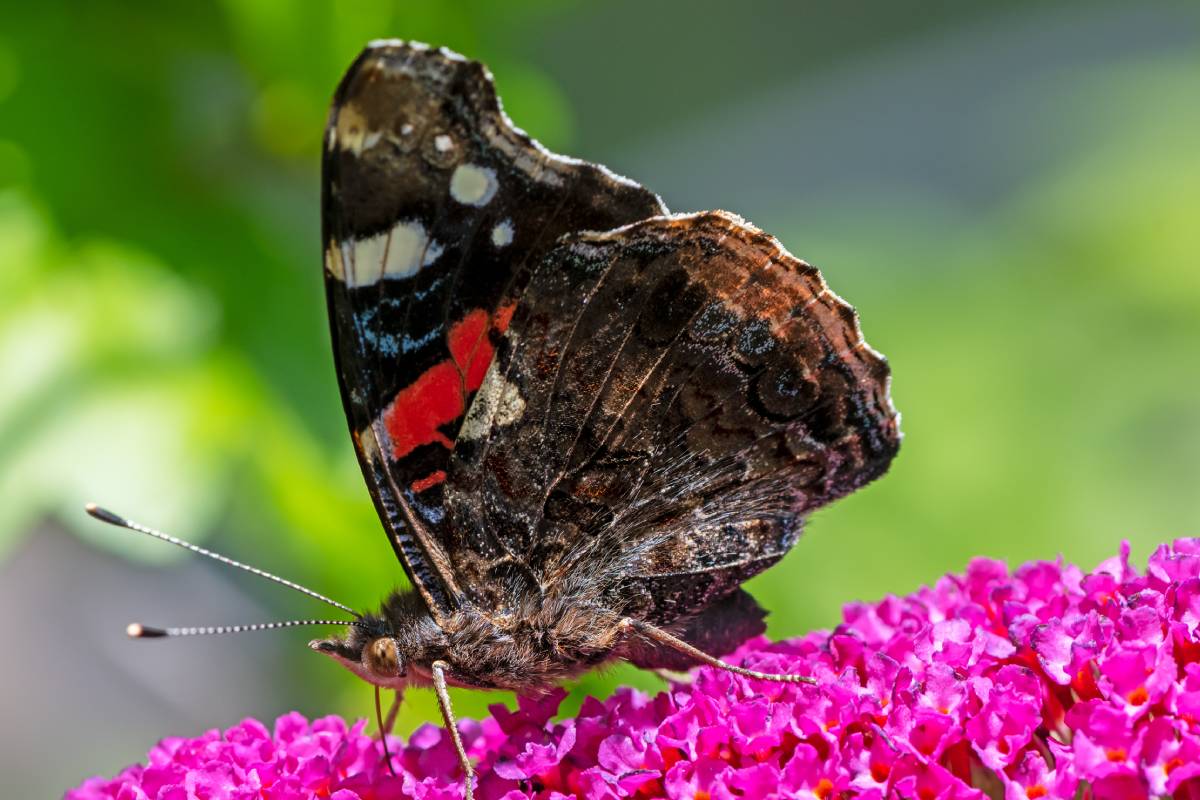 Un papillon sur une buddleia