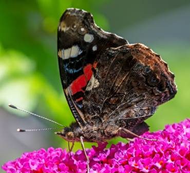 Un papillon sur une buddleia