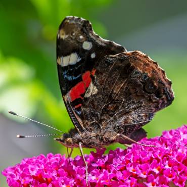 Un papillon sur une buddleia